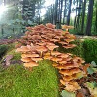 2026 Hintergrund Infos zum Wald