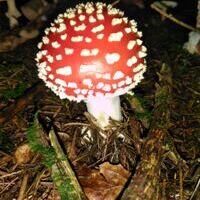 2026 Hintergrund Infos zum Wald