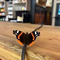 2026 Hintergrund Infos zum Wald