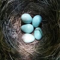 2026 Hintergrund Infos zum Wald