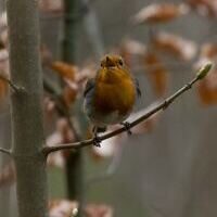 2026 Hintergrund Infos zum Wald