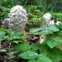 2026 Hintergrund Infos zum Wald