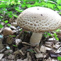 2026 Hintergrund Infos zum Wald