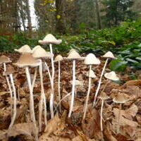 2026 Hintergrund Infos zum Wald