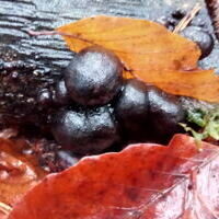 2026 Hintergrund Infos zum Wald