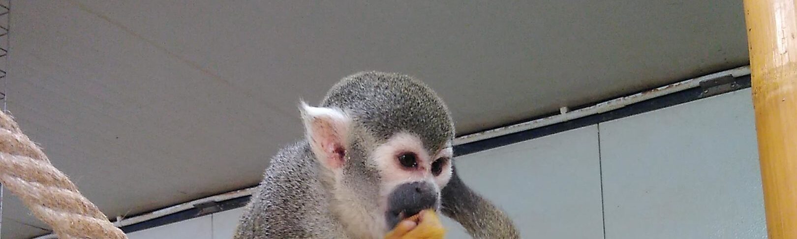 Godfather monkey Walter Zoo