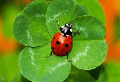 Bild für "Kindergeburtstag"