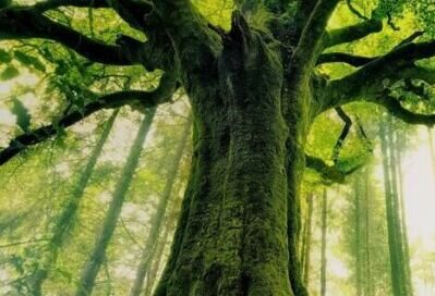 Bild für "Team-Challenge im Wald"