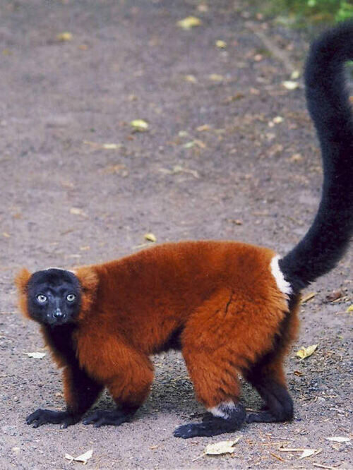 Bild von Zoo Zürich